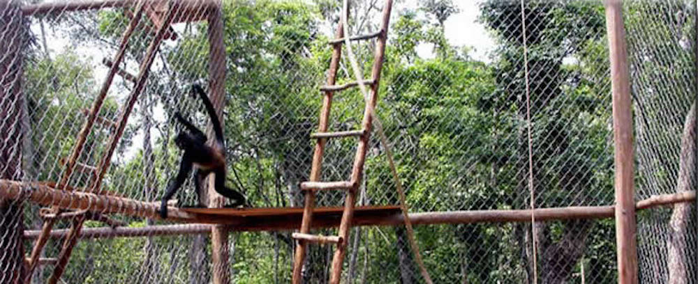 the jungle place
