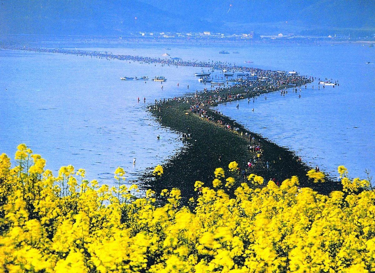 Jindo Moses Miracle Festival