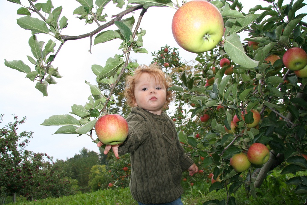 Apple