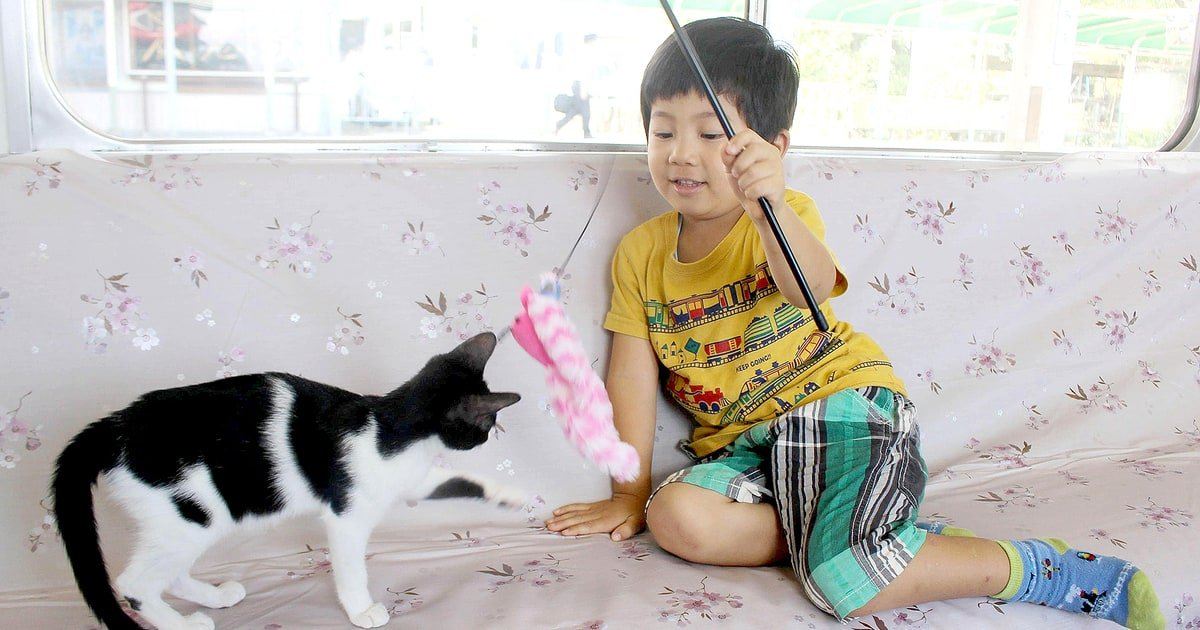 cat cafe train