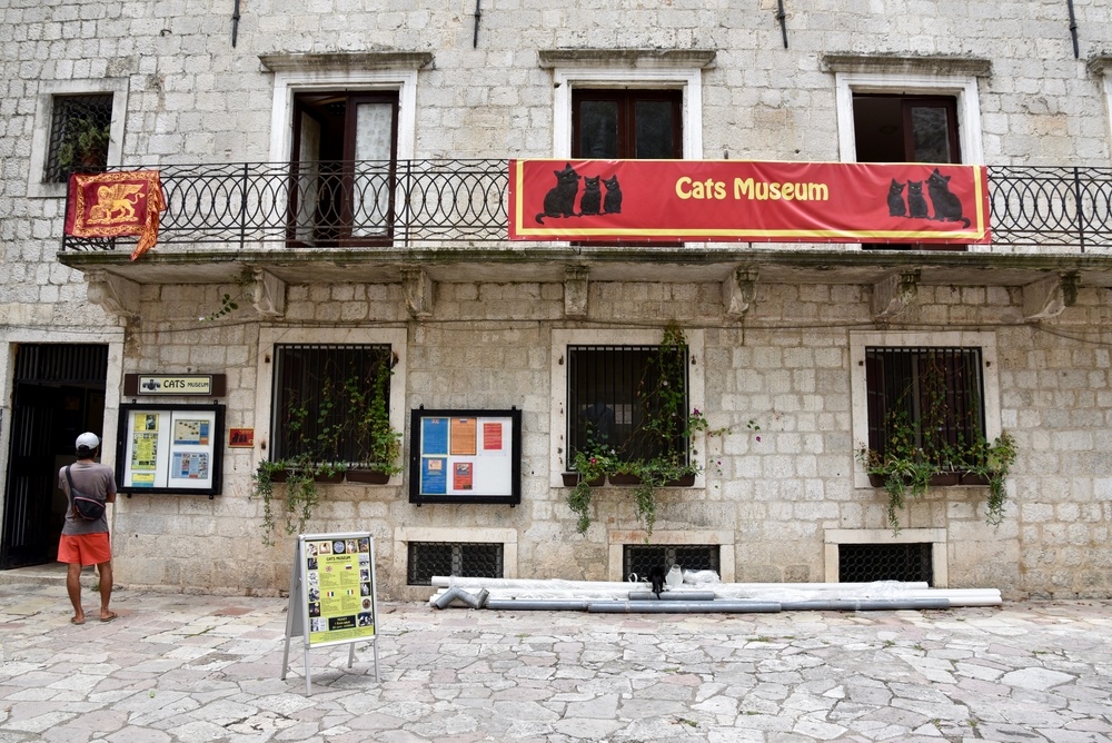 cats museum