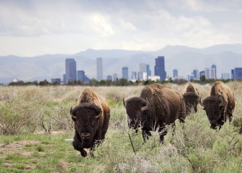 denver airport bison