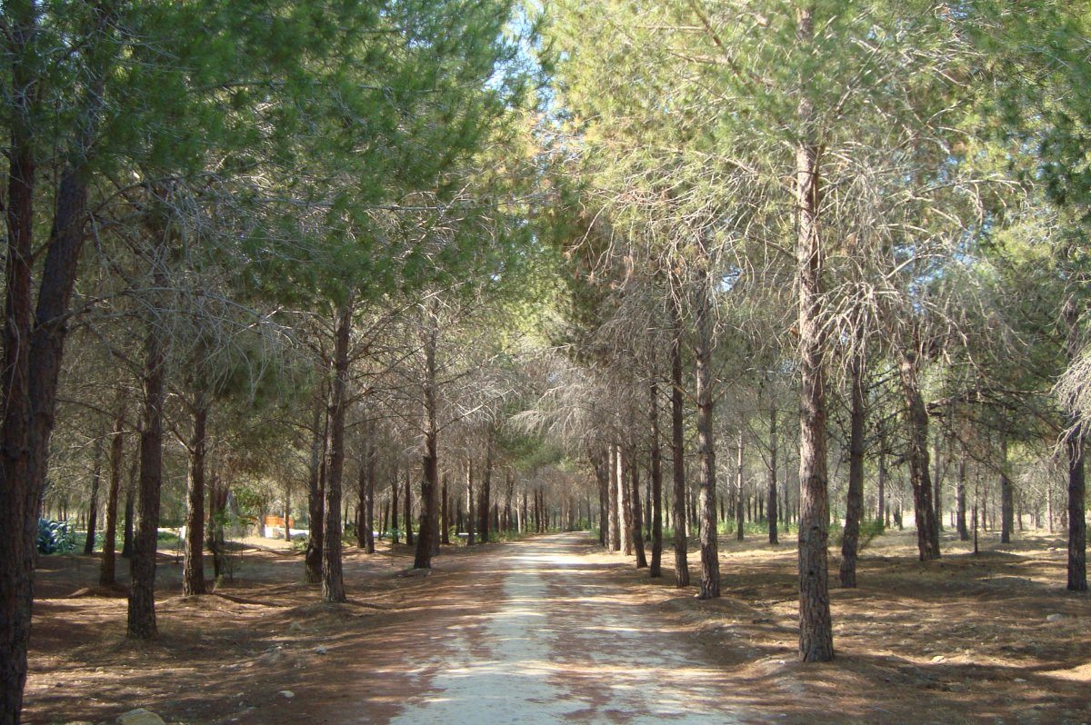 Forest