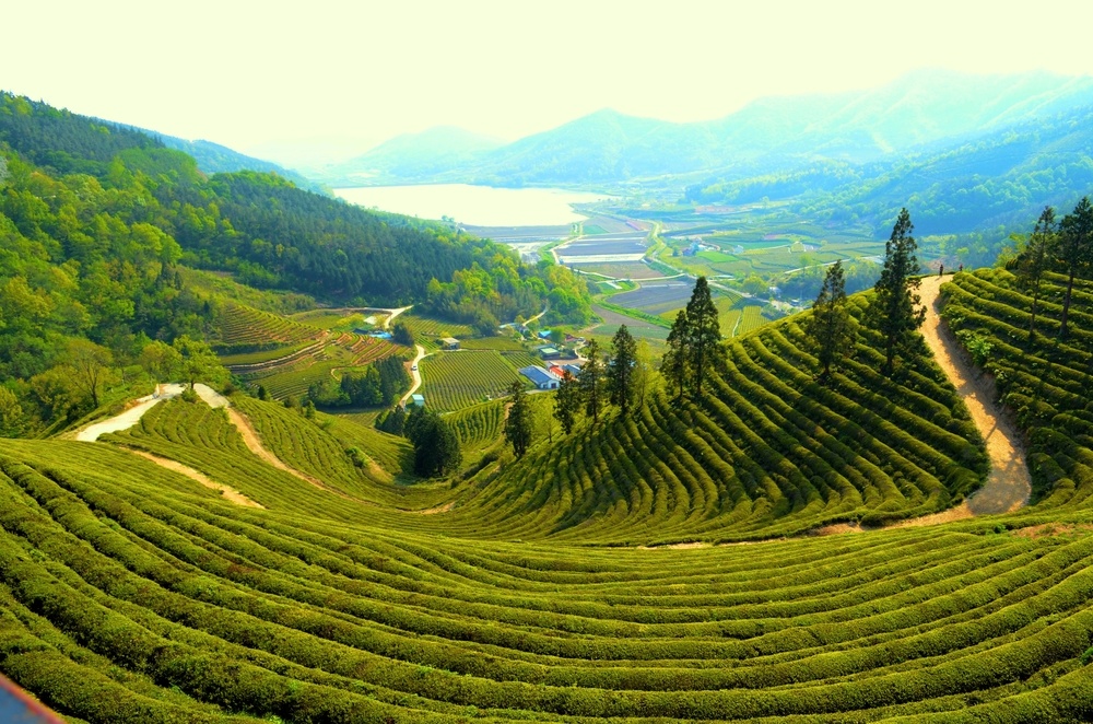 green tea field south korea