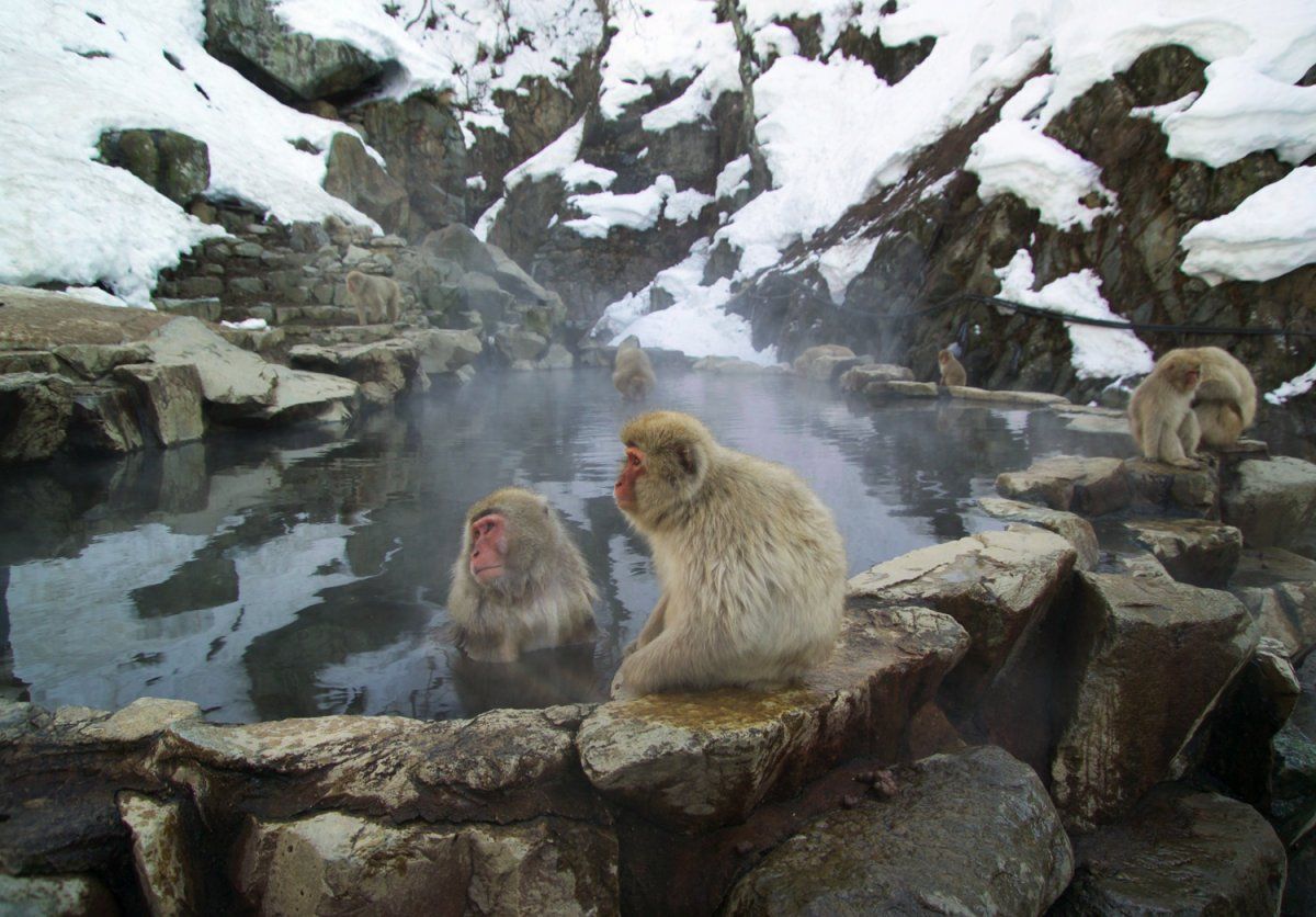 Macacque