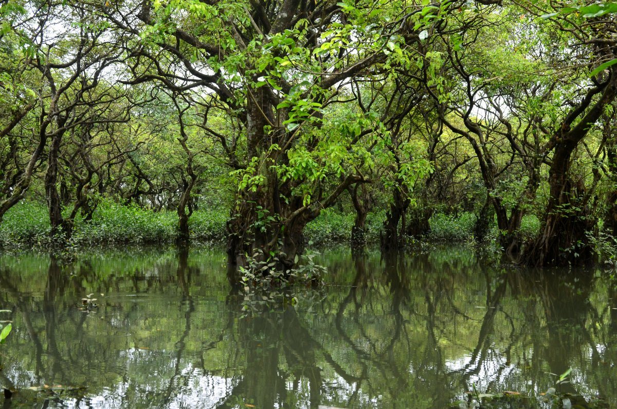Ratargul