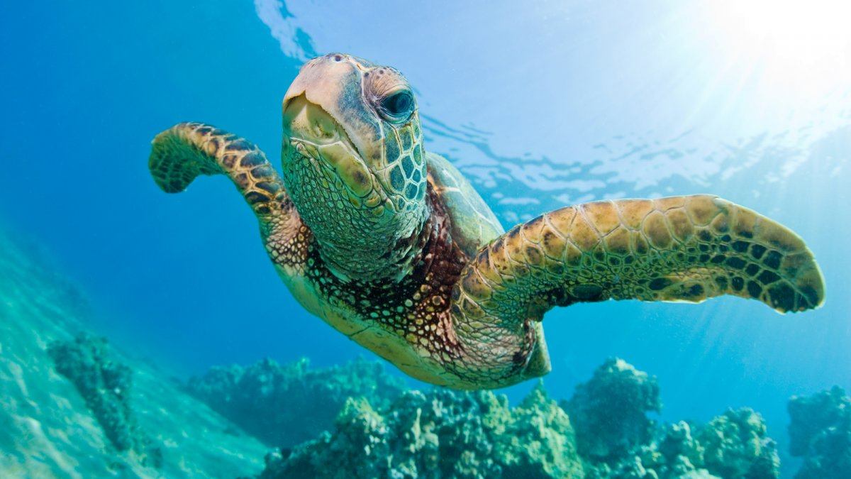 sea turtle