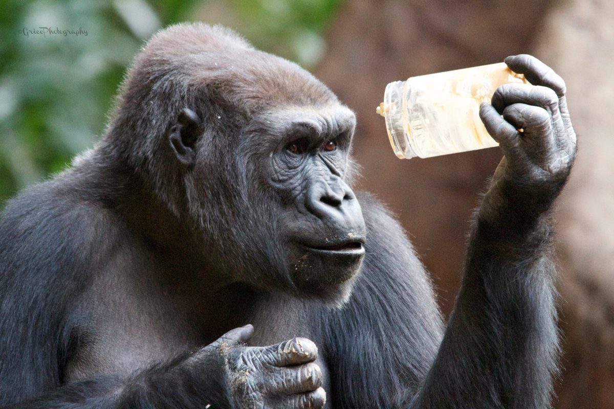 Toronto Zoo
