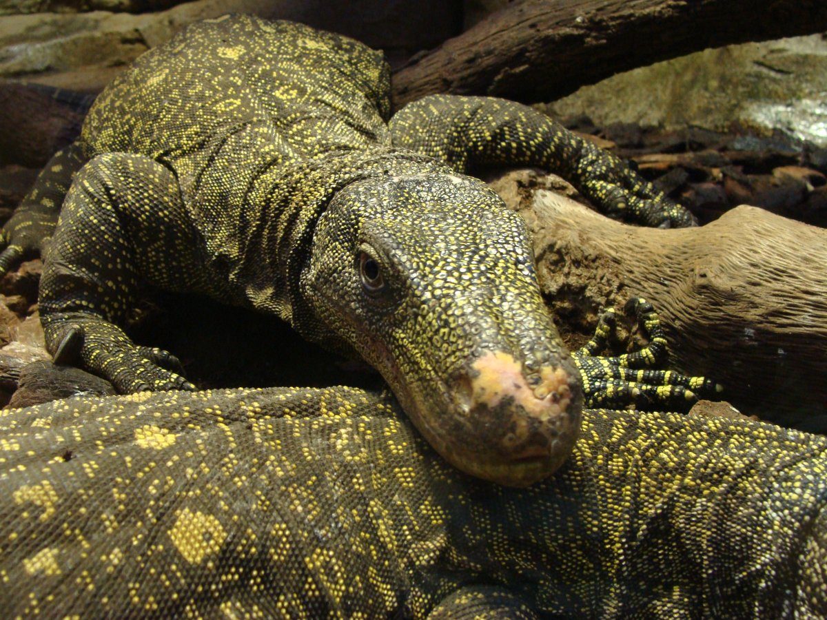 Zoo