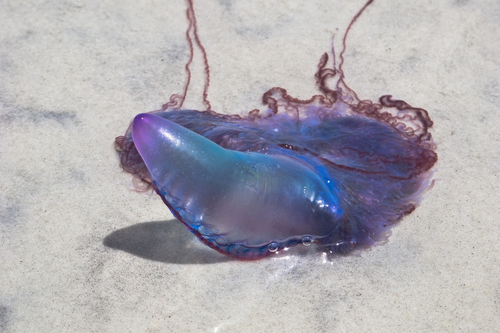 Portuguese Man of War