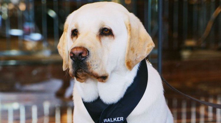 dog concierge