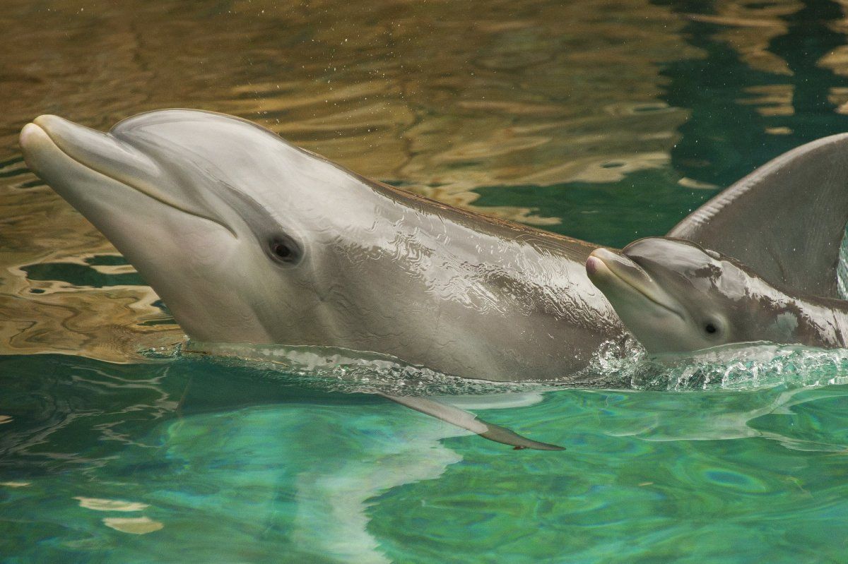 dolphin