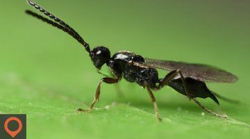 Invasion Of The Body Snatchers - Parasitoid Wasp