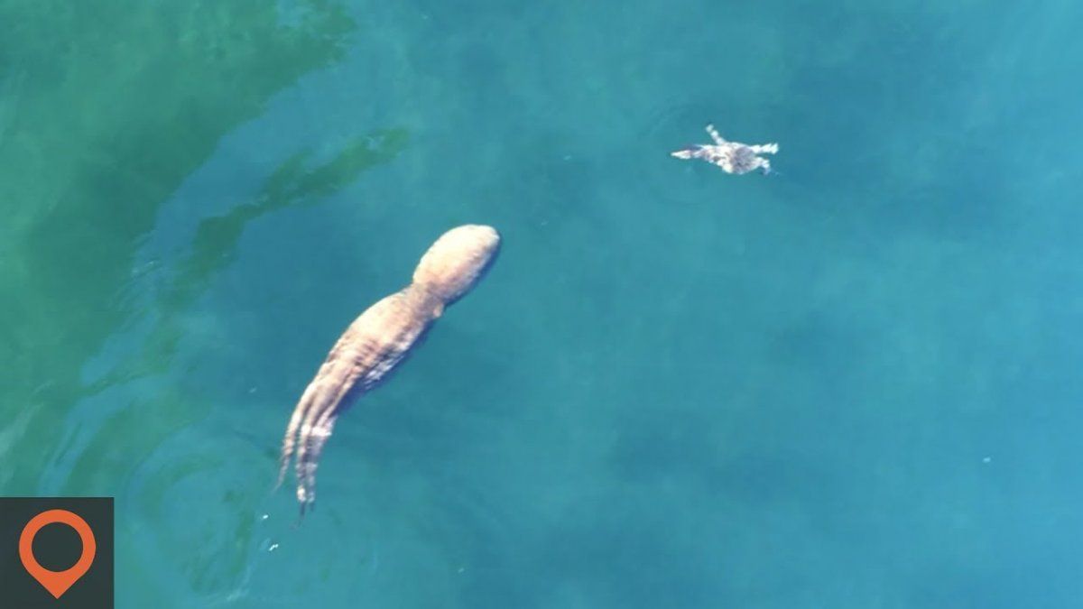 Octopus Chasing a Crab
