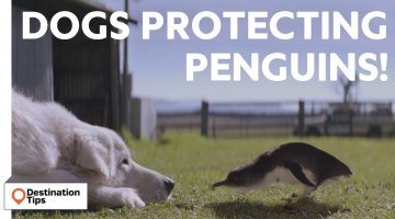 Dogs Protecting Penguins