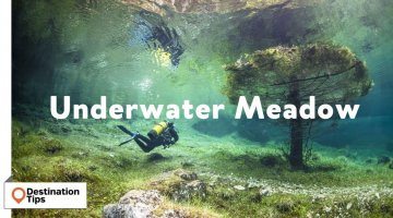 A Lush Meadow Flourishing Under Water!