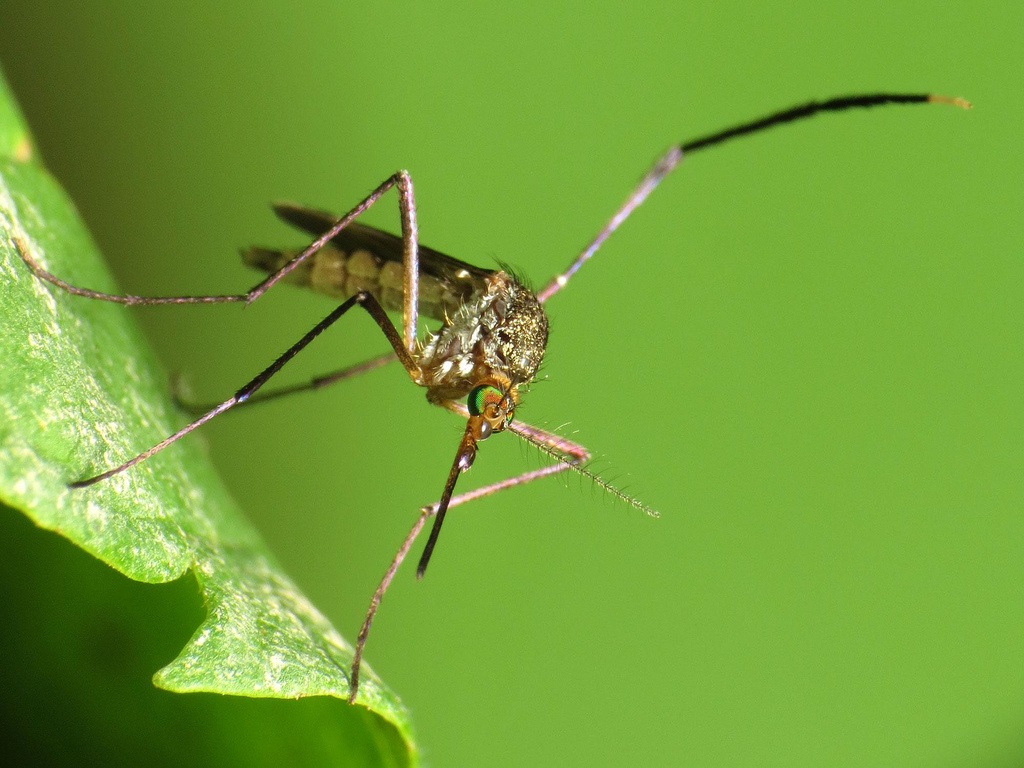Mosquito