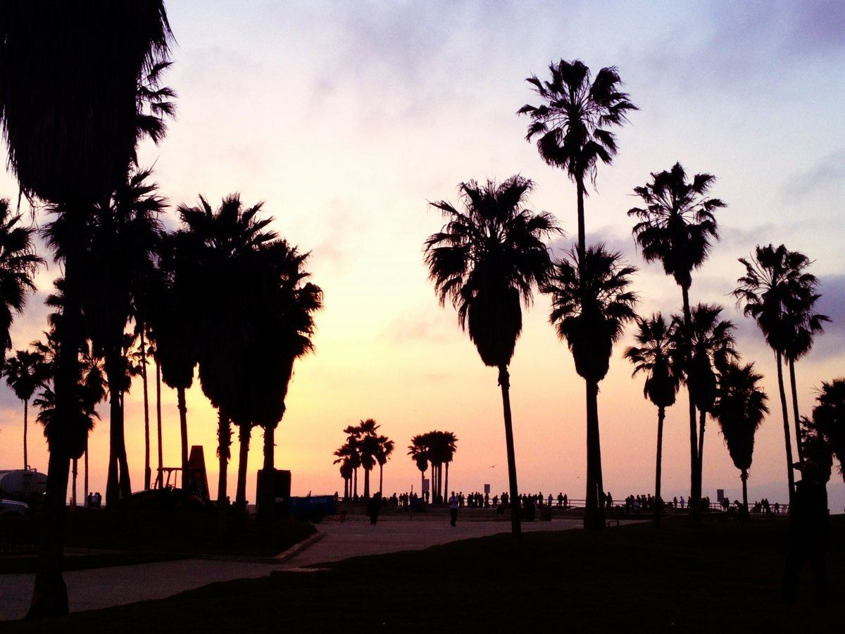 palm trees