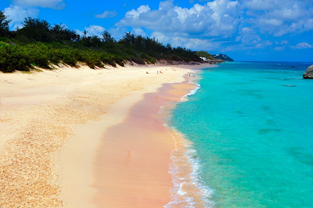 pink sand bermuda