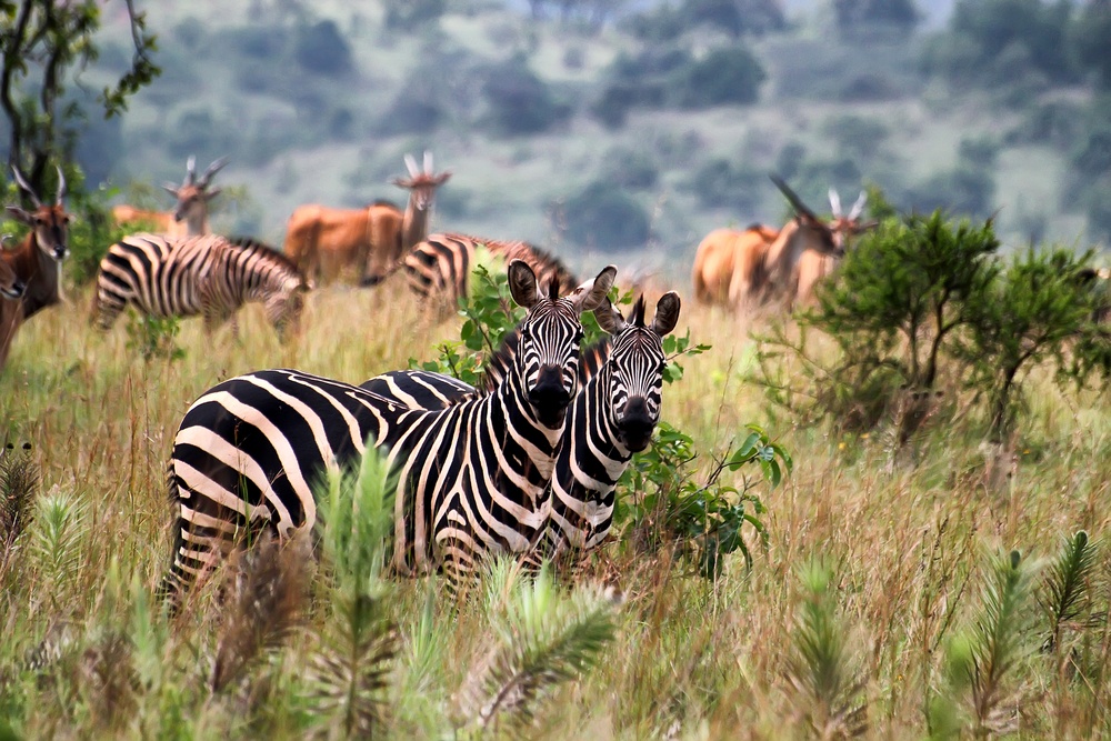 safari