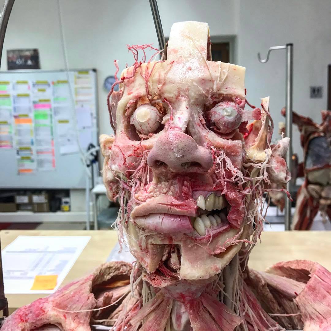 Plastinarium in Guben