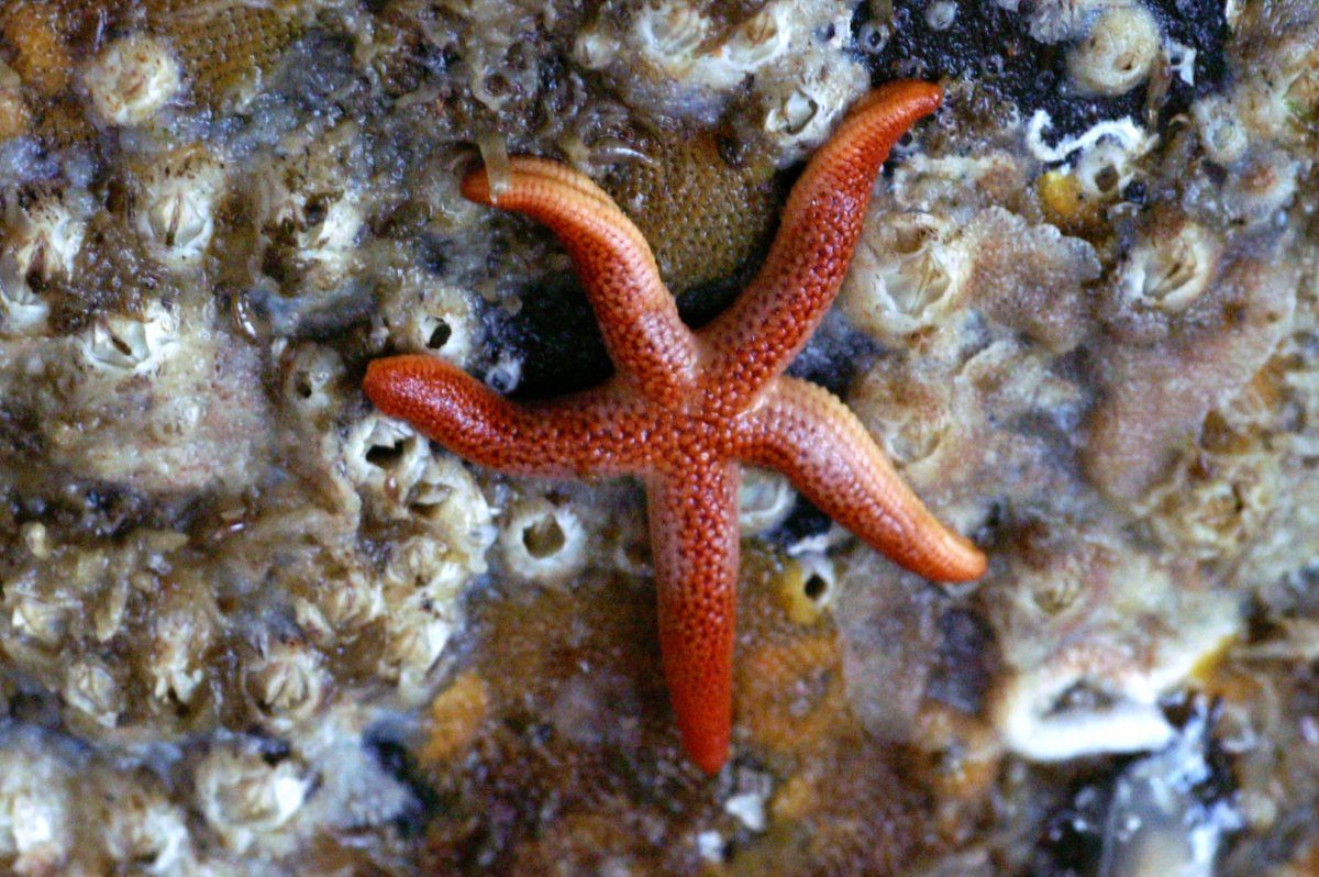 Barnacles