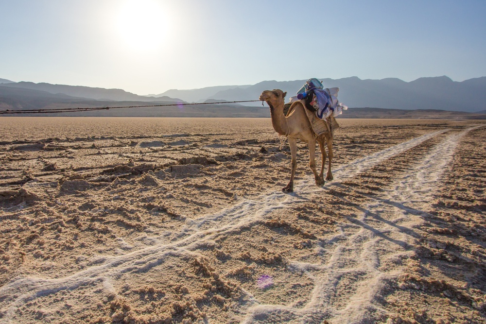 camel