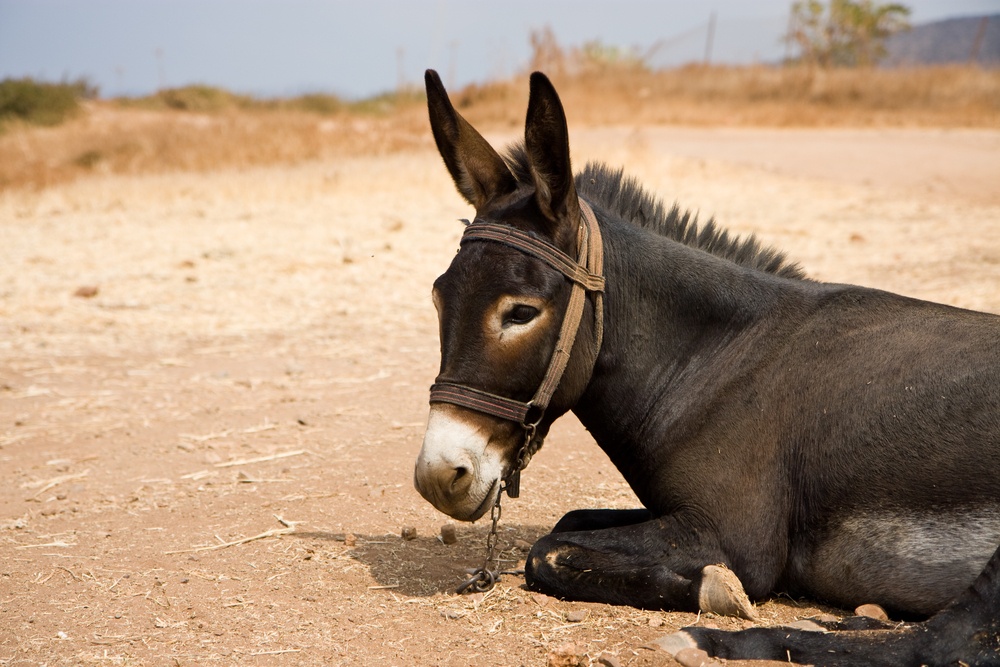 donkey