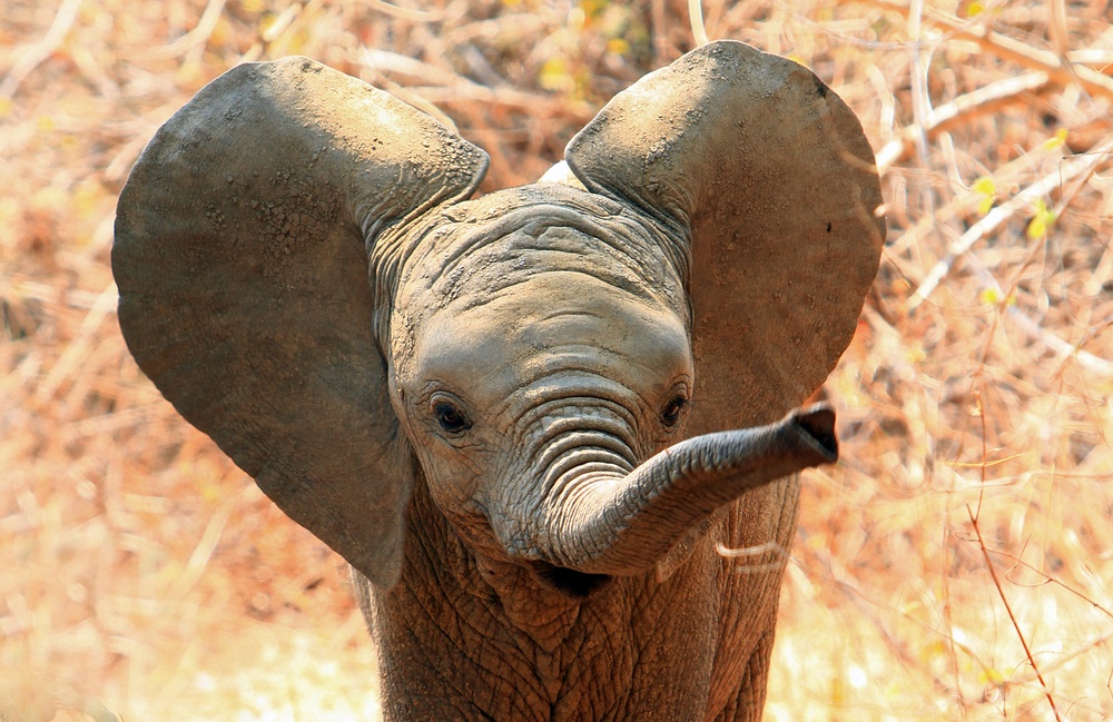 elephant