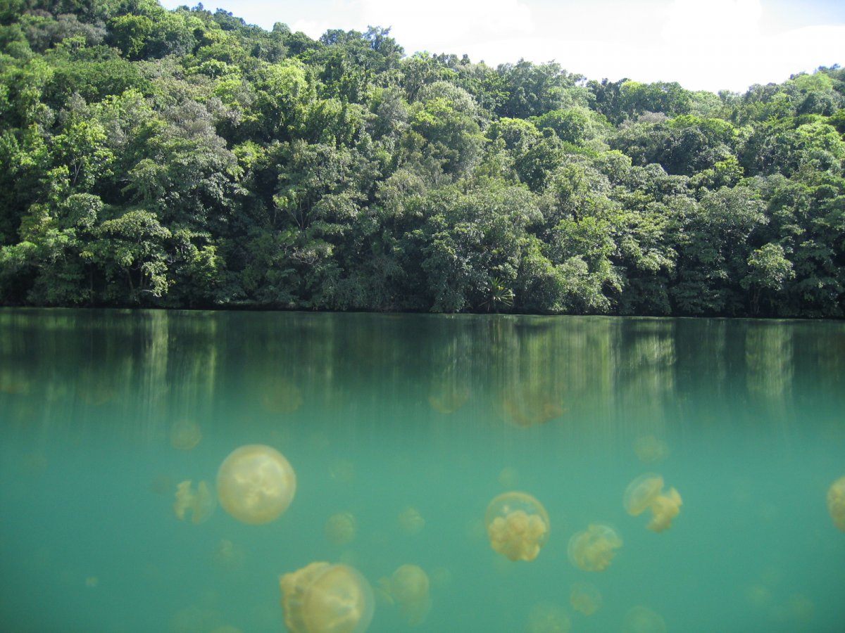 Jellyfish