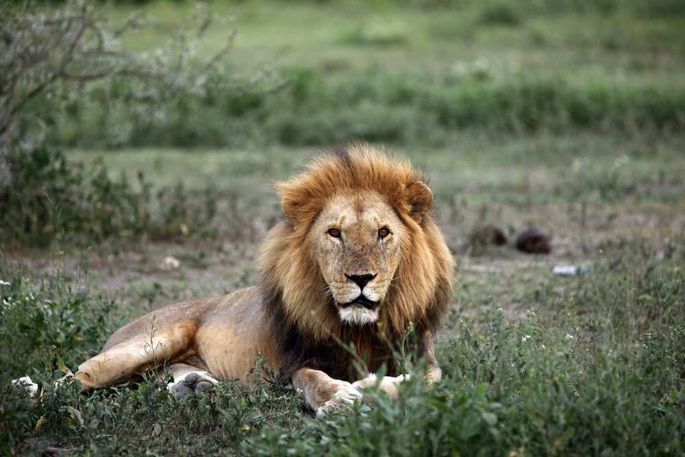 lion