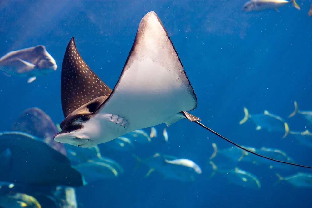 manta ray