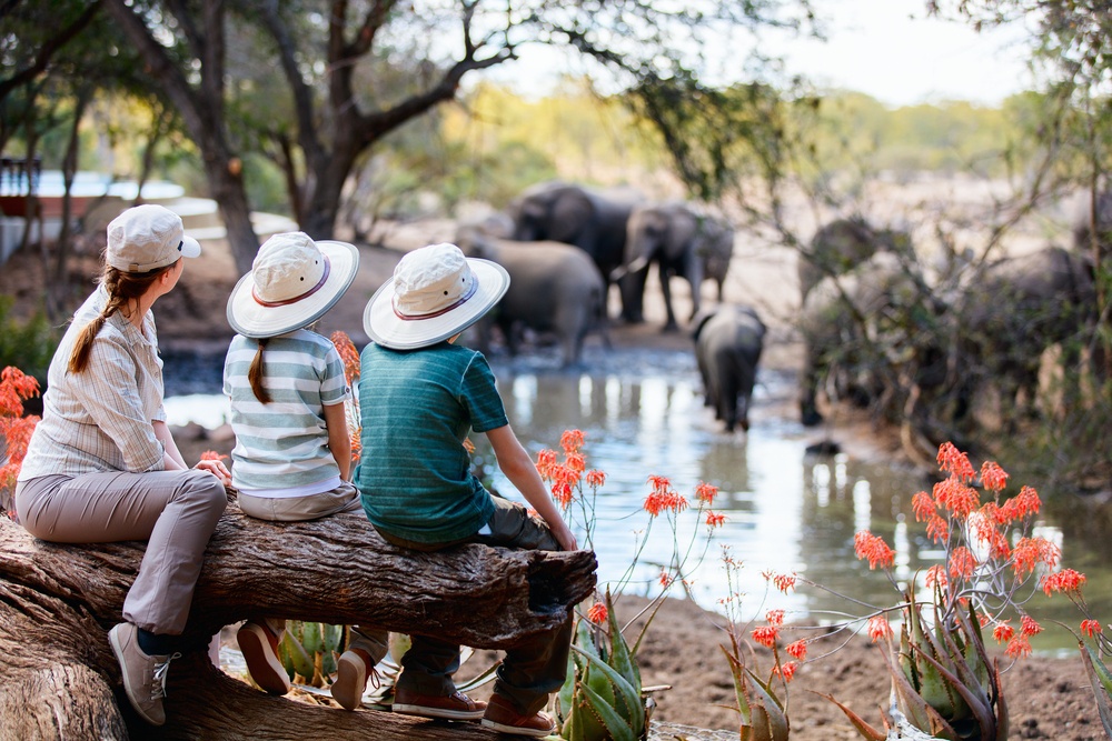 safari
