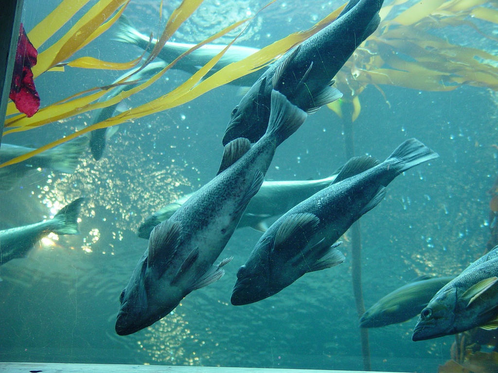 Seattle Aquarium