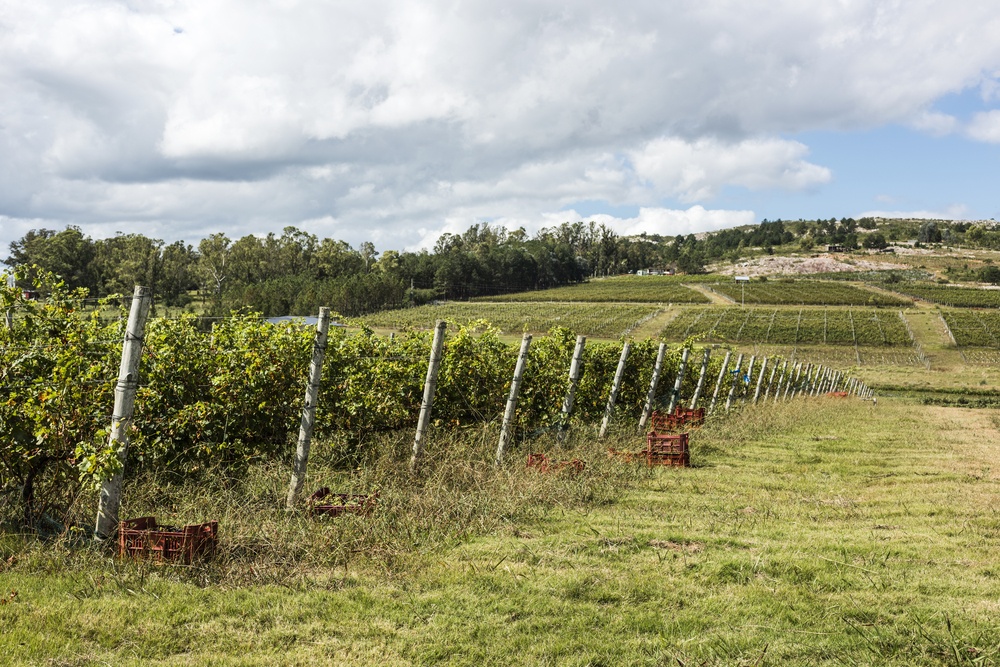 vineyard-shot
