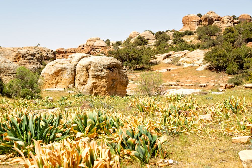 Dana Biosphere Reserve