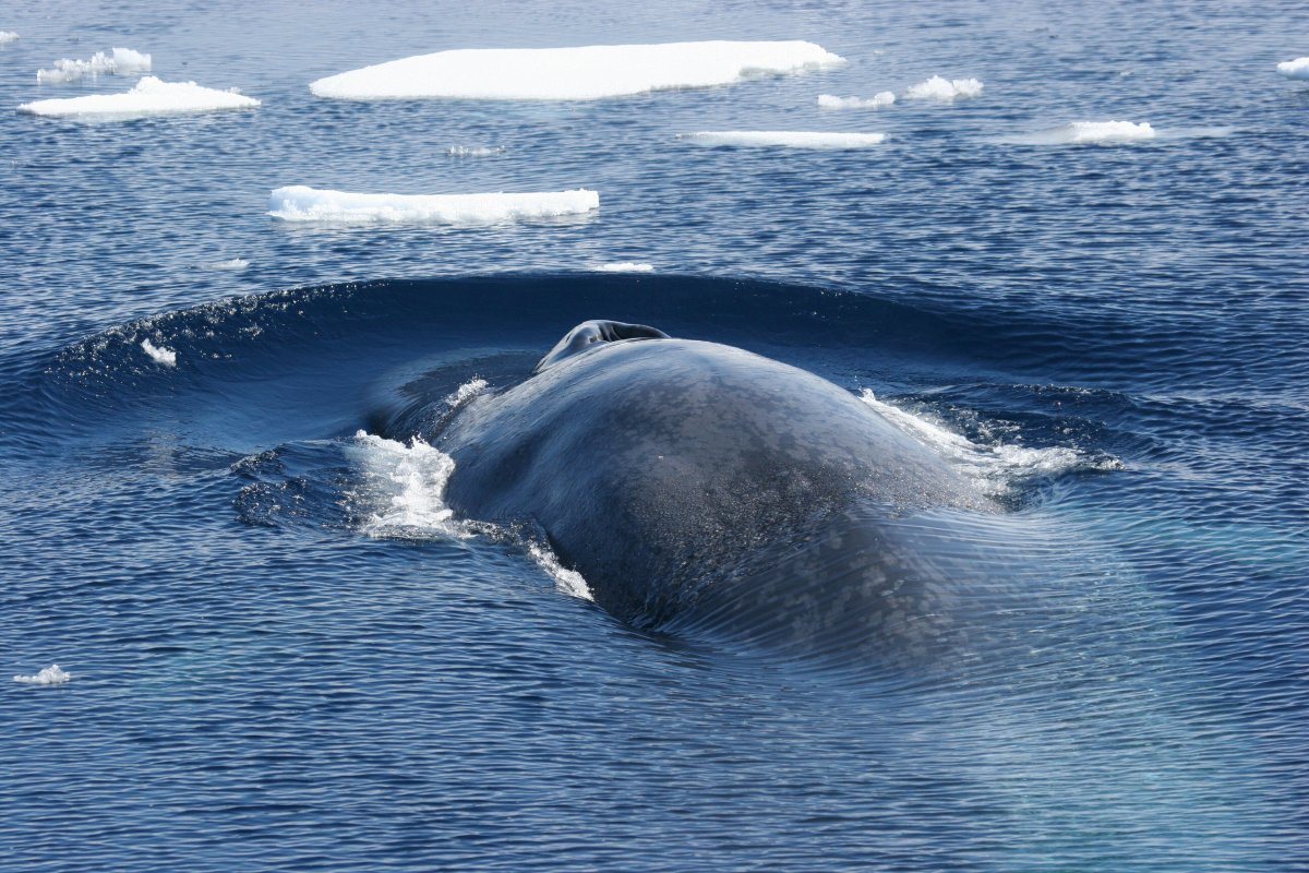 Blue Whale