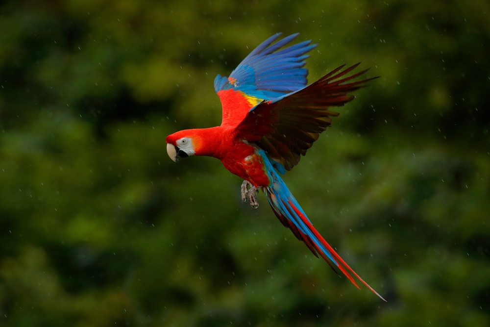 parrot