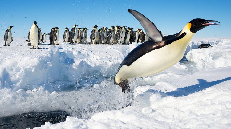 Penguin