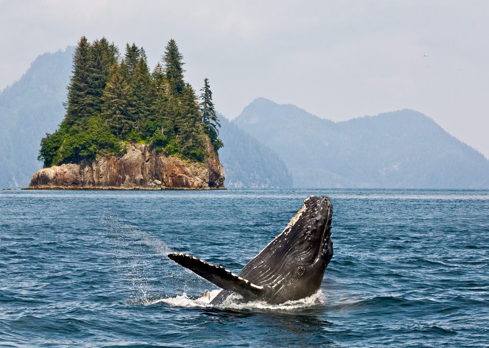 breaching