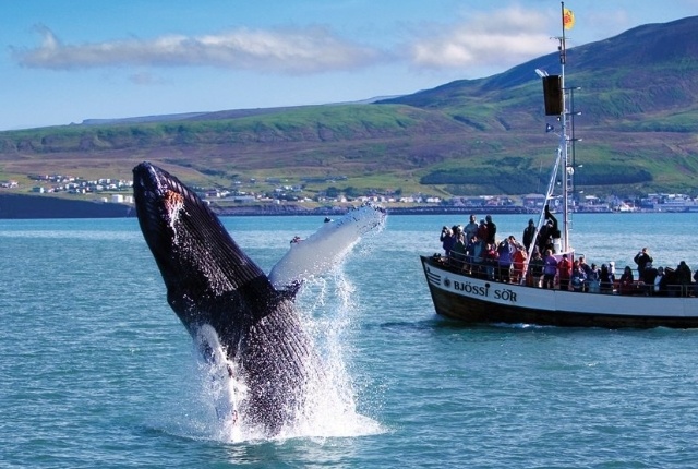 whales