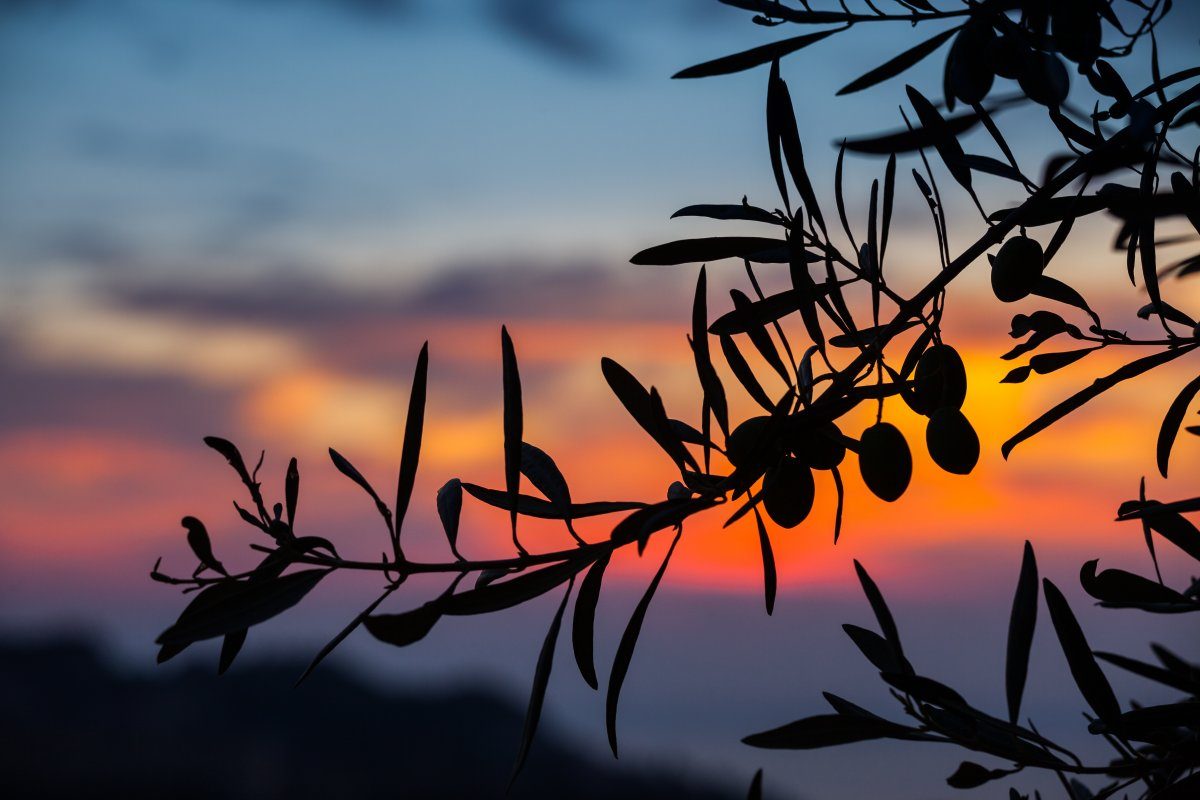 Olive Tree Sicily Sunrise Background