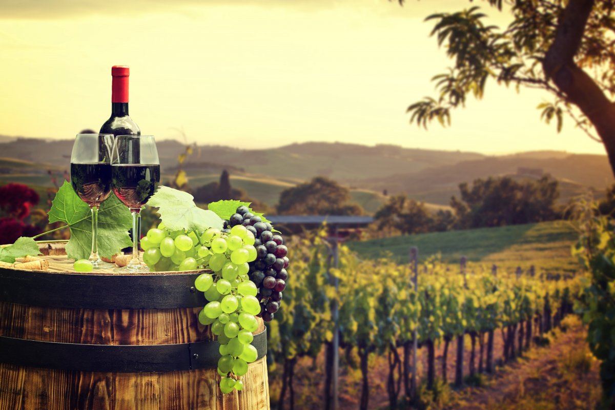 Red Wine Barrel On Vineyard Green
