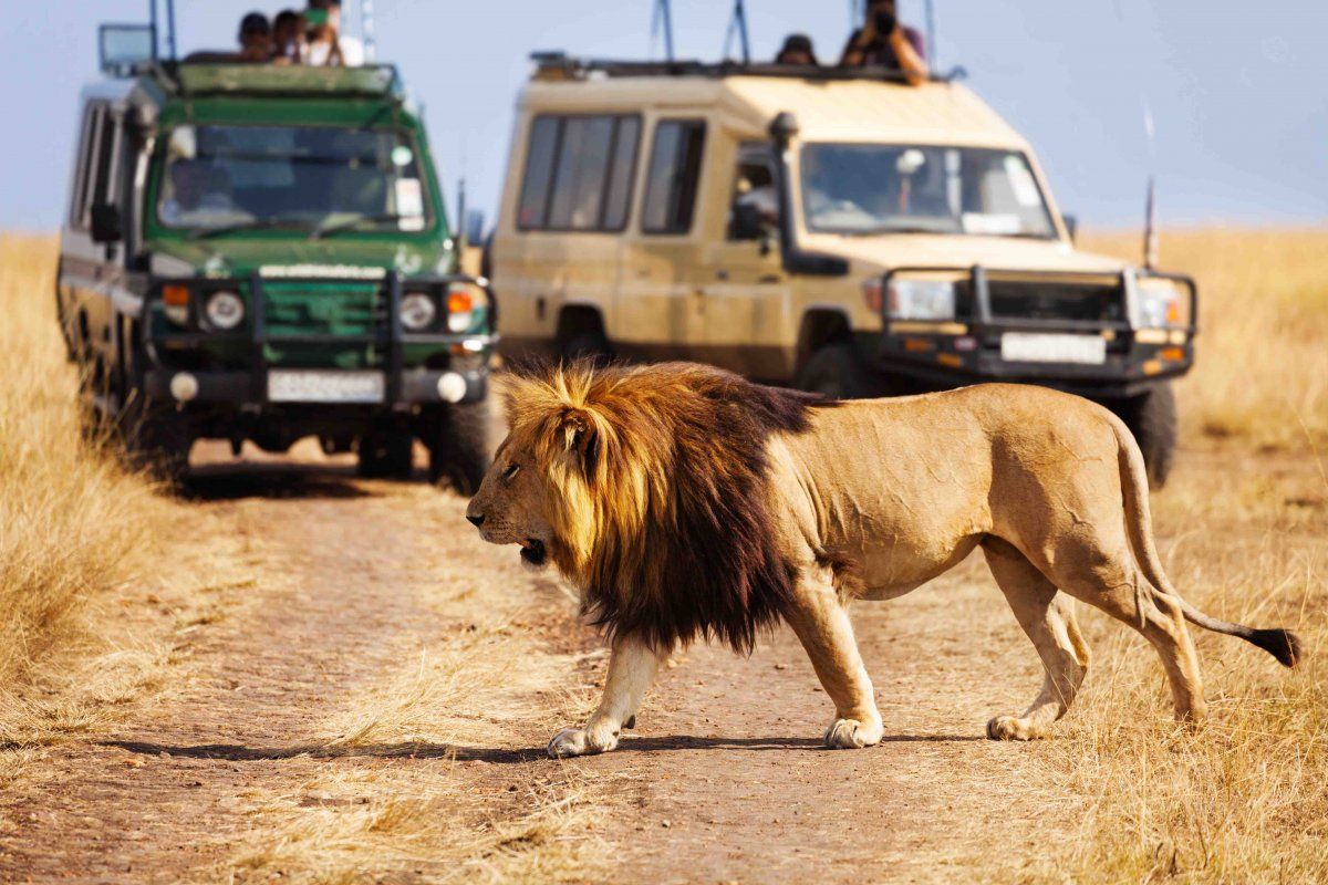 safari