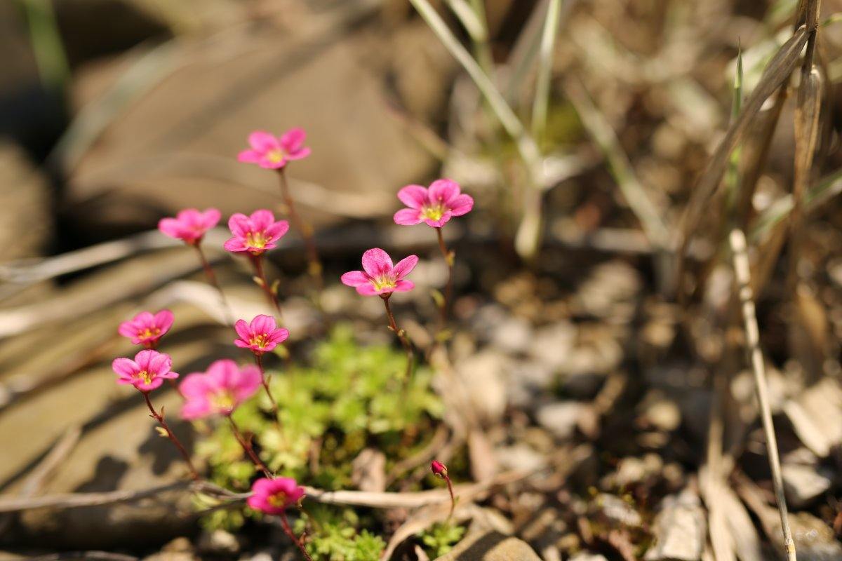 Saxifraga Pink Flowers Among Rocks