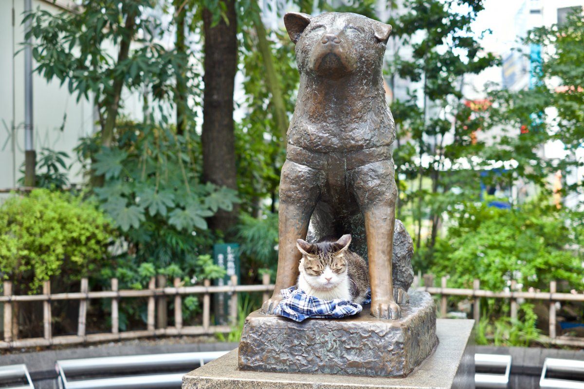There Cat Sit Hachiko Dog Statue