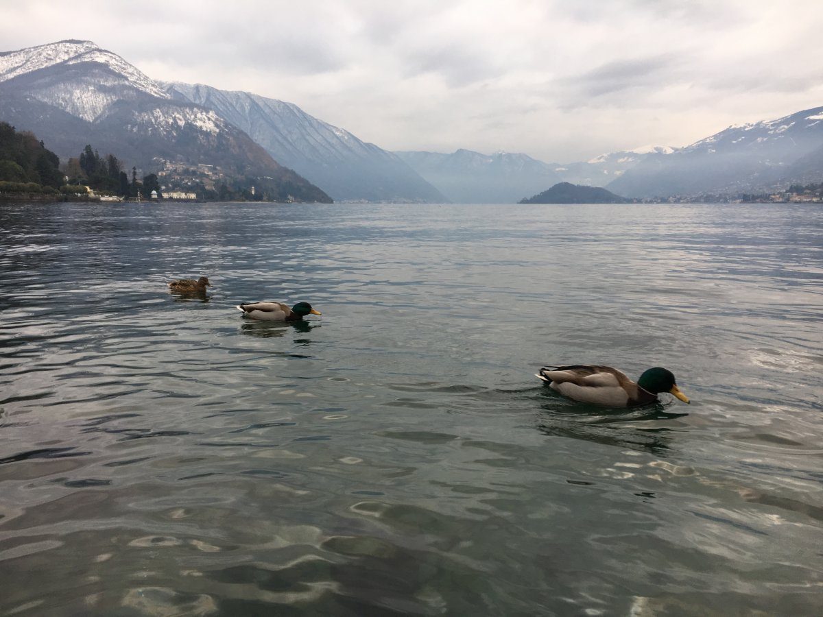 Three Ducks Swimming Comos Lake Winter
