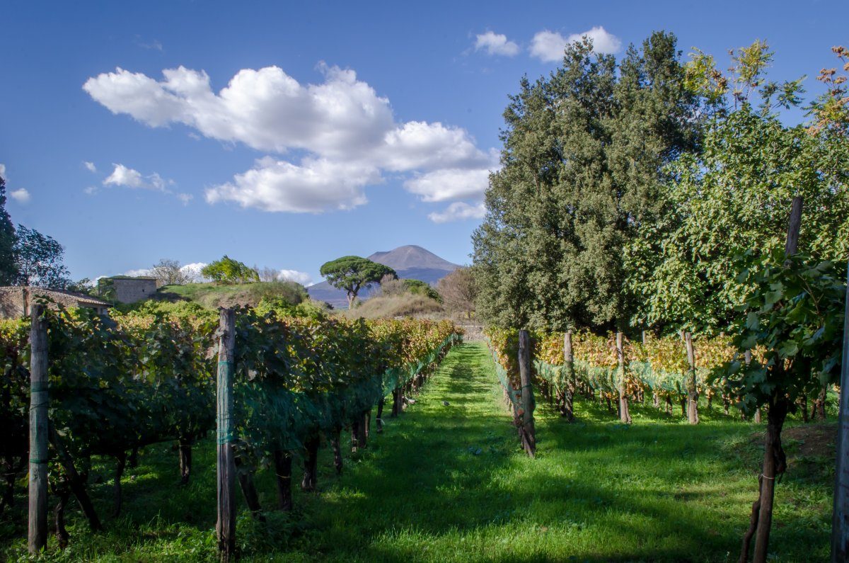 Vineyards Pompeii Mount Vesuvius Background