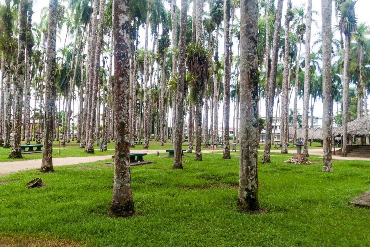 Palmentuin Park Paramaribo Capital Suriname