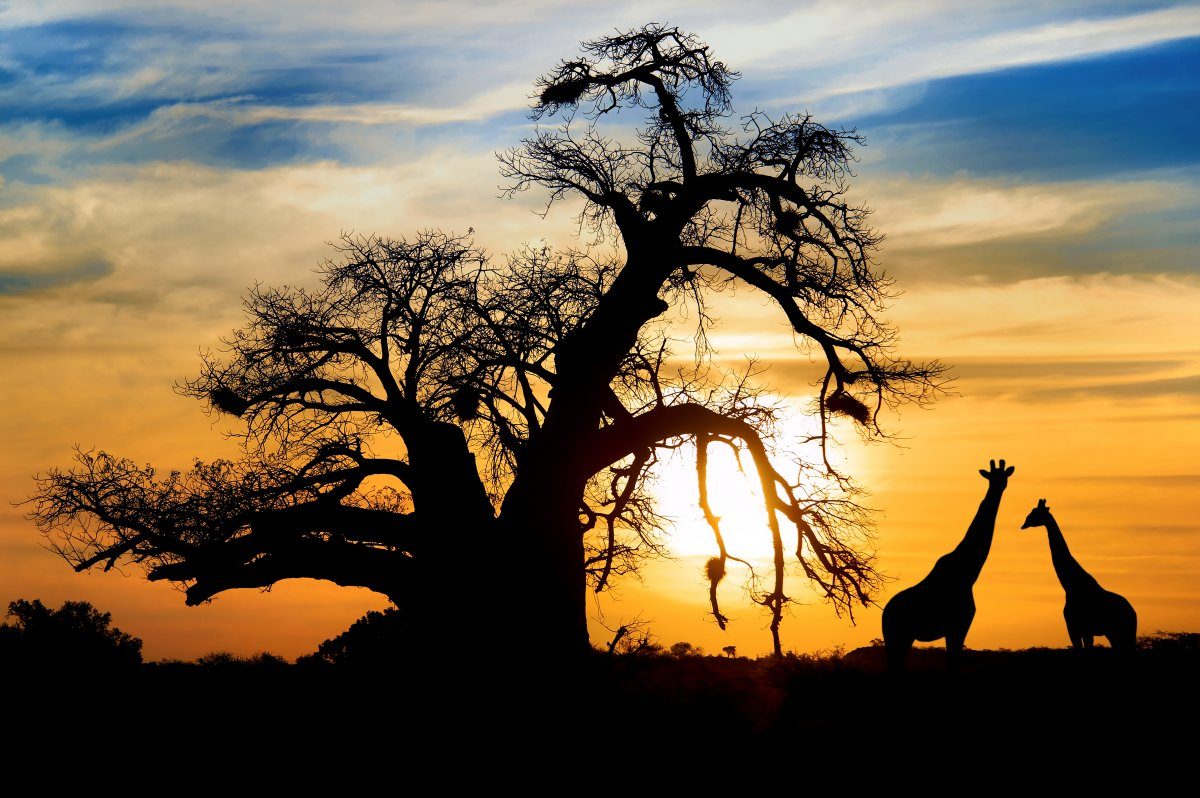 Spectacular Sunset Baobab Giraffe On African